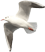 mouette